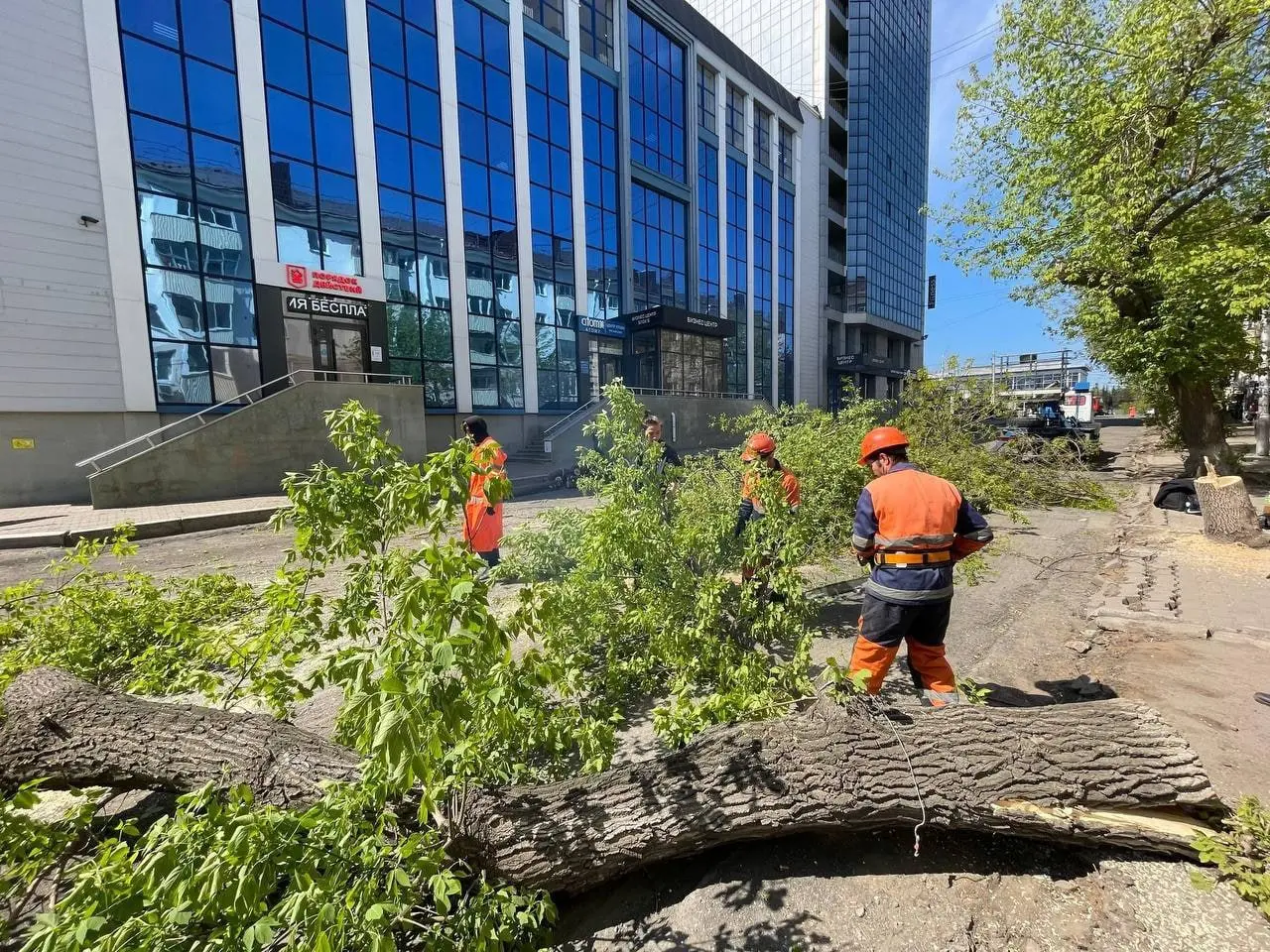 В Уфе на улице Кольской начали менять деревья